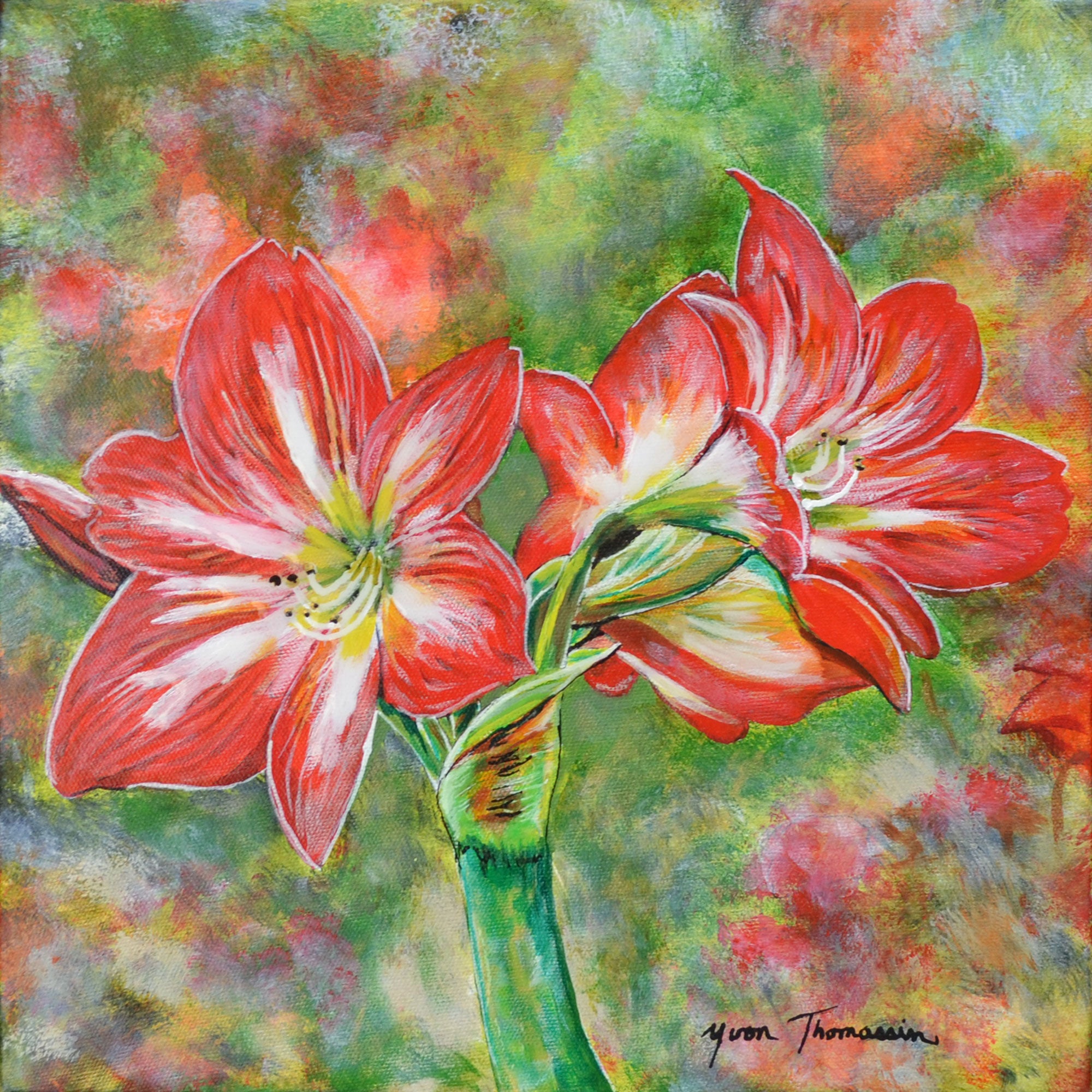 Amaryllis, 12x12